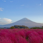 （【Nov 4th wk】common kochia箒草Visiting popular spots around Lake Kawaguchi【11月第4週】河口湖周辺人気スポットめぐり